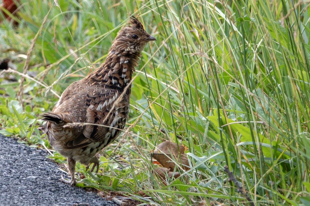 Ruffed Grouse - ML620612347