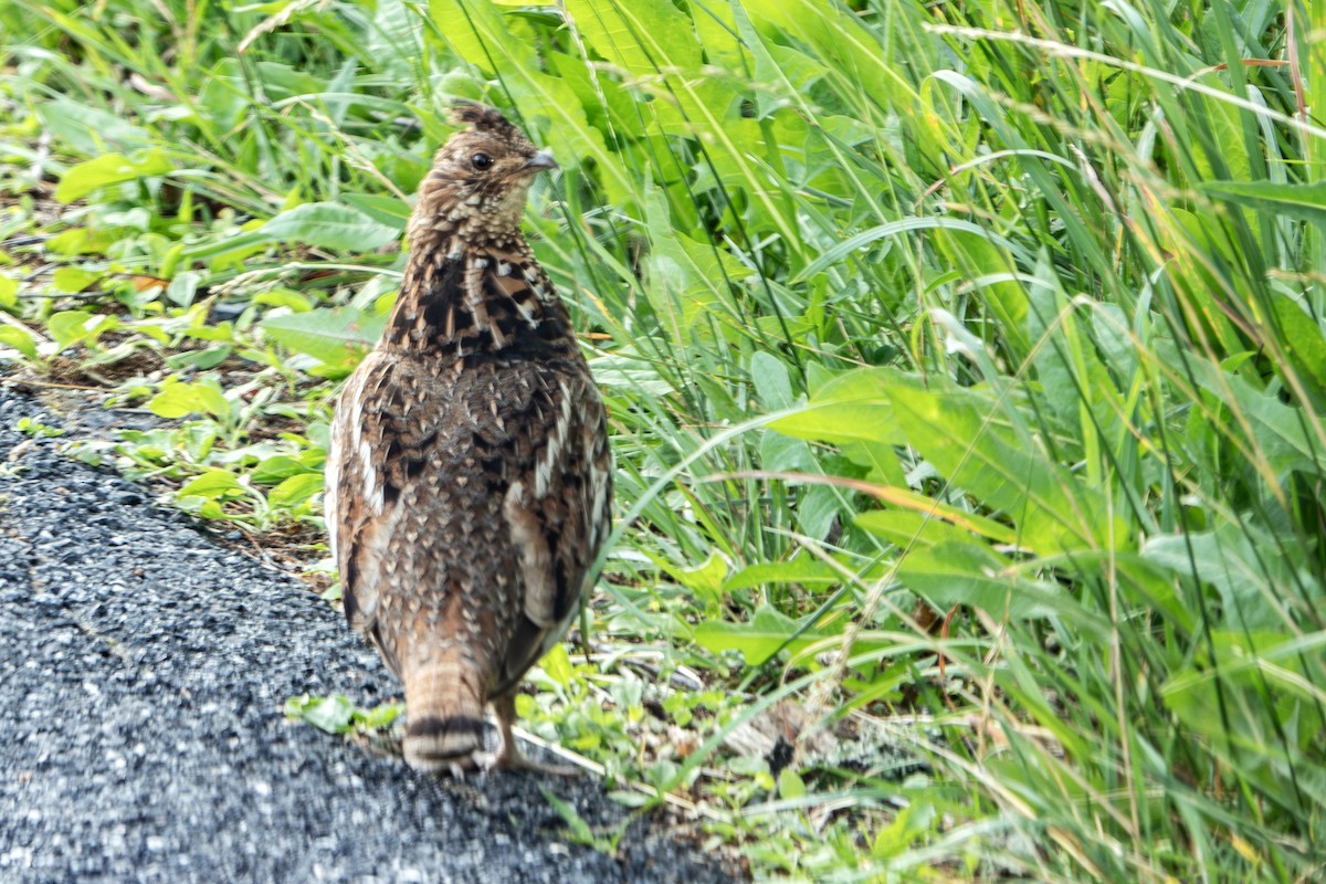 Ruffed Grouse - ML620612348