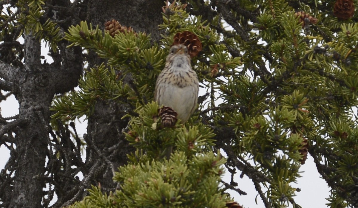 Lincoln's Sparrow - Spencer Vanderhoof