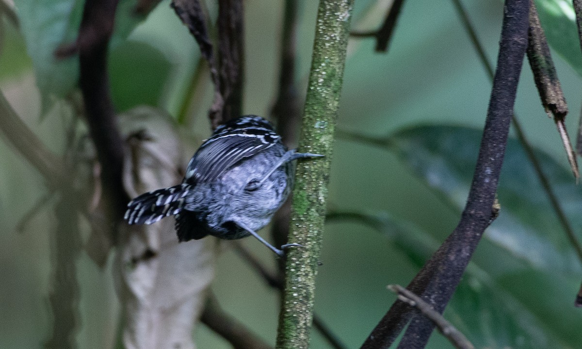 Scaled Antbird - Chris Wood