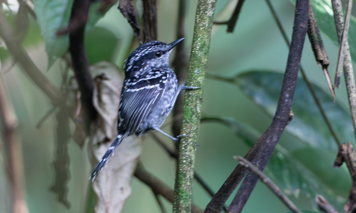 Scaled Antbird - ML620612352