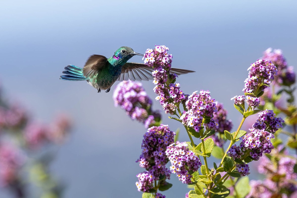 Colibrí Orejimorado - ML620612353