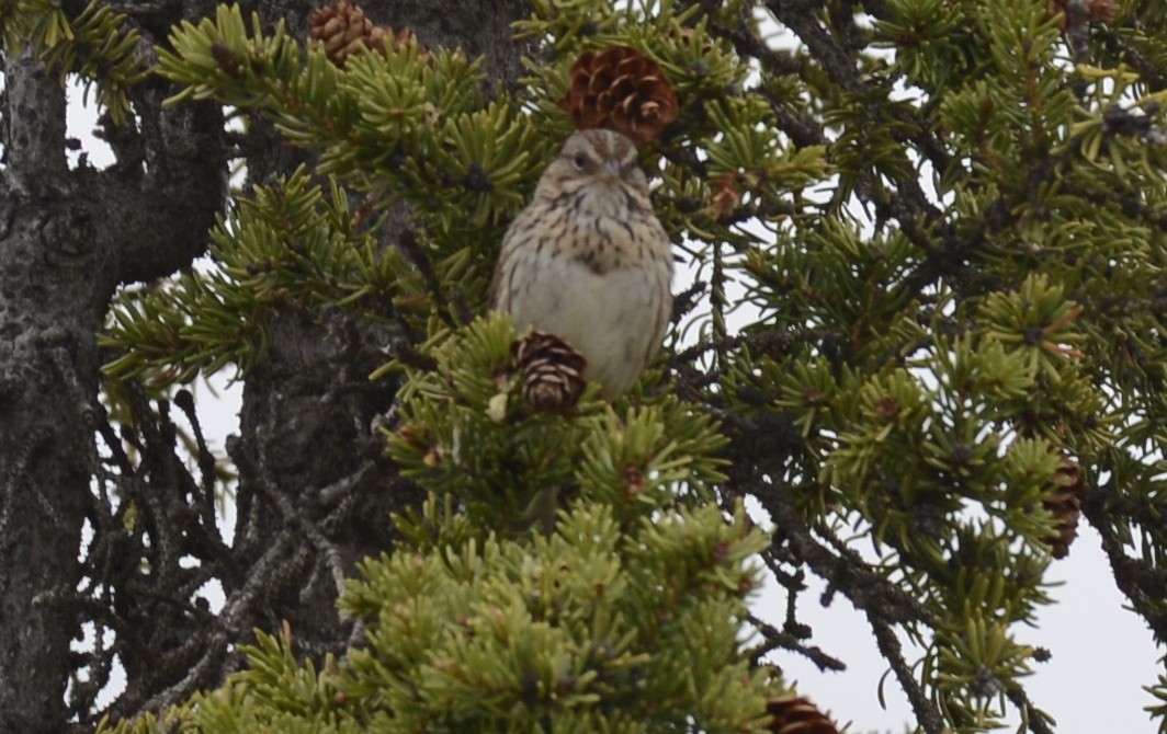 Lincoln's Sparrow - ML620612354