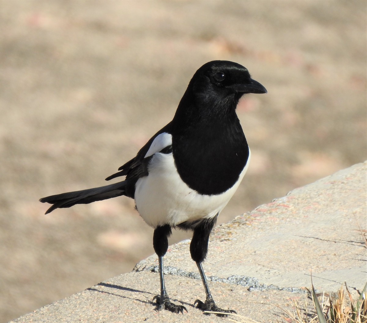 Black-billed Magpie - ML620612355