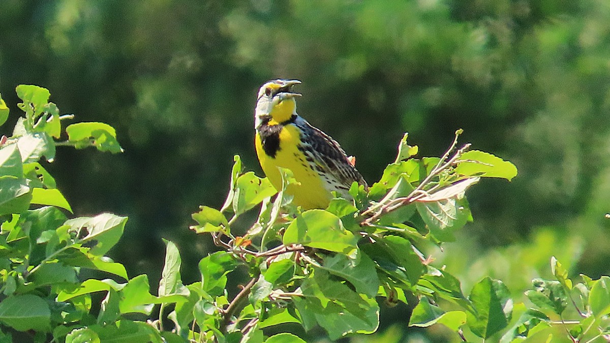 Eastern Meadowlark - Ken MacDonald