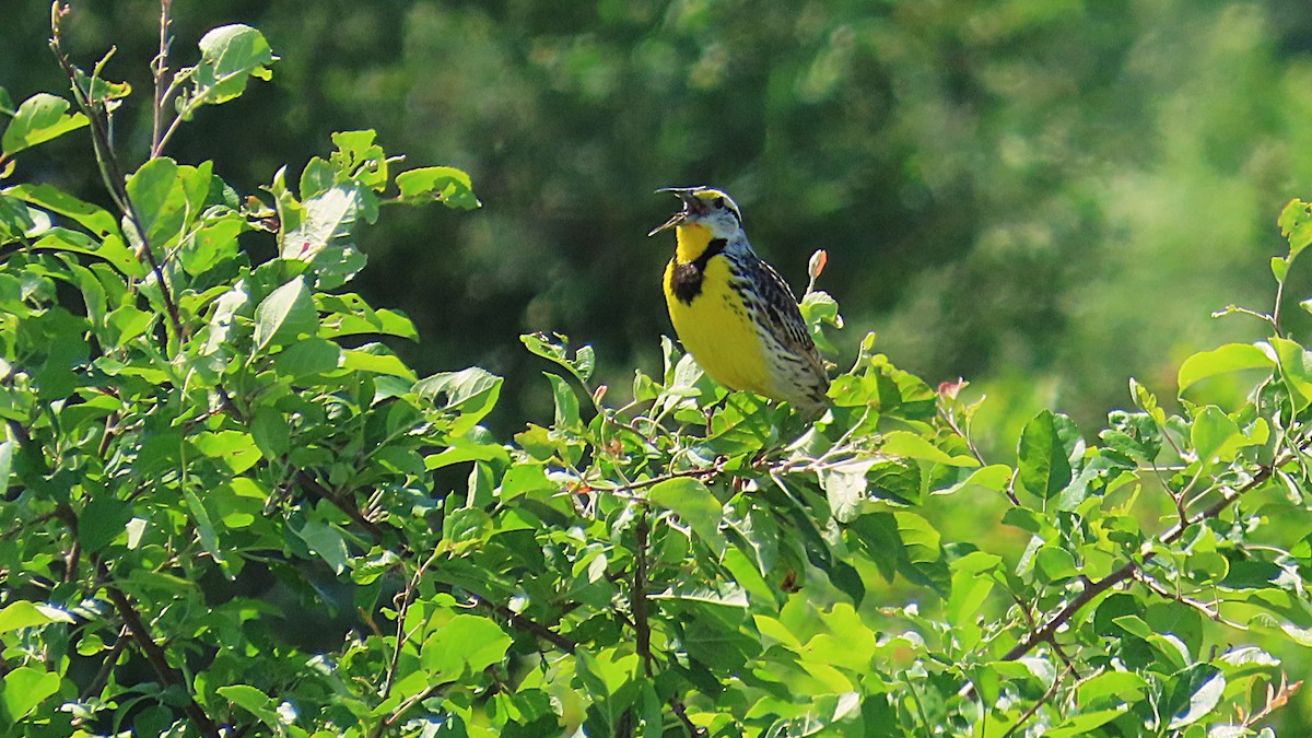 Eastern Meadowlark - ML620612357