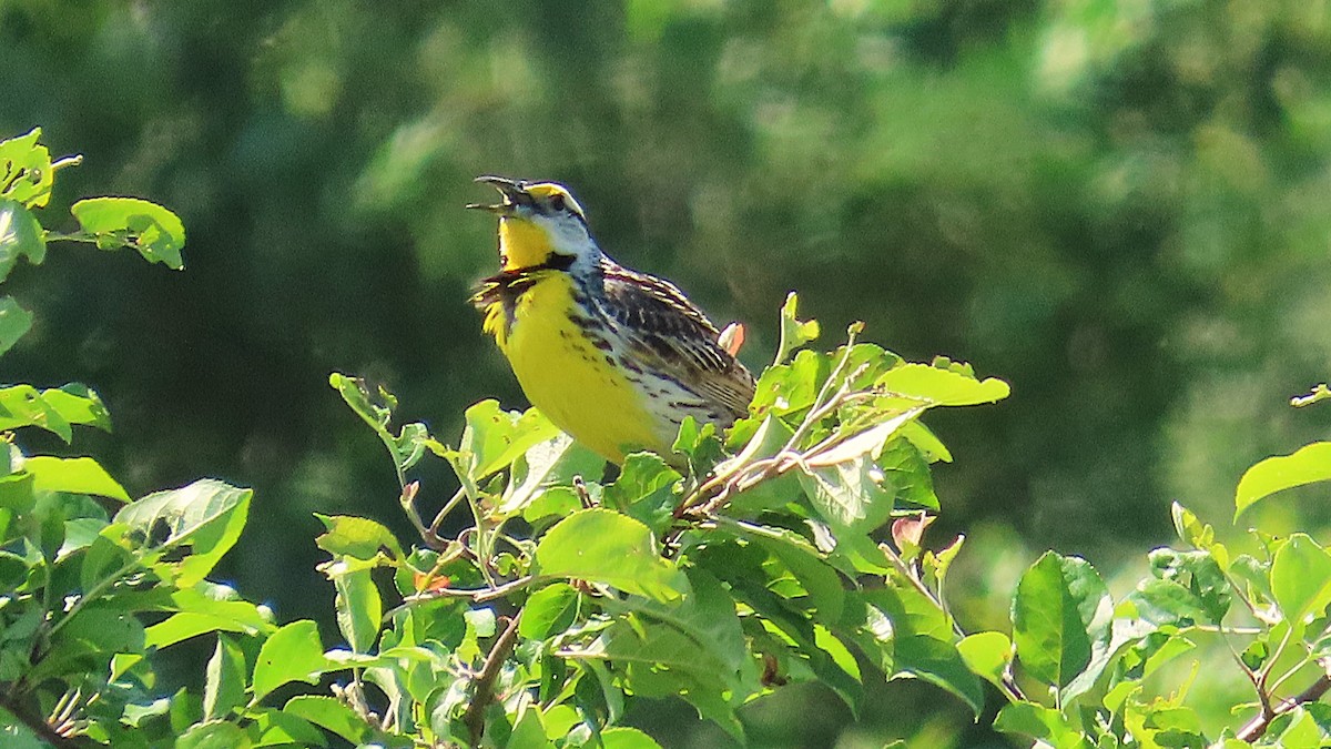 Eastern Meadowlark - ML620612358