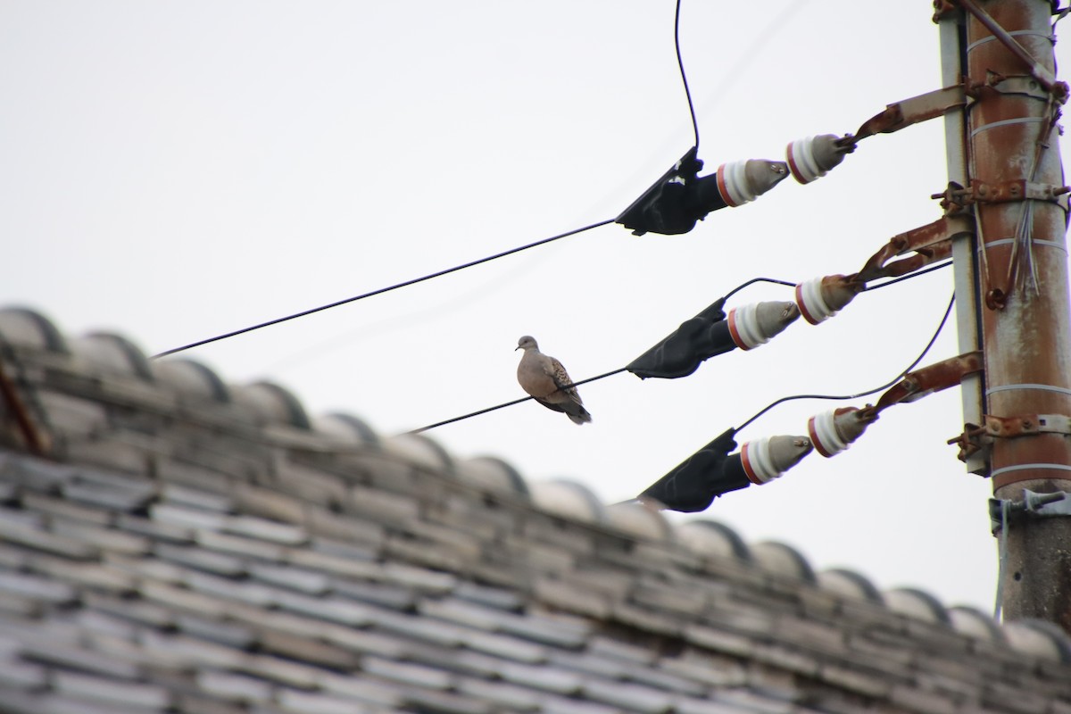 Oriental Turtle-Dove - ML620612359