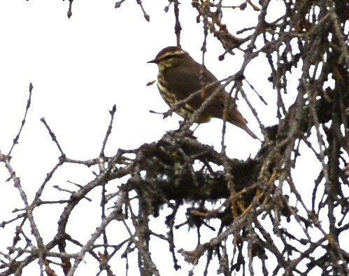 Northern Waterthrush - ML620612360