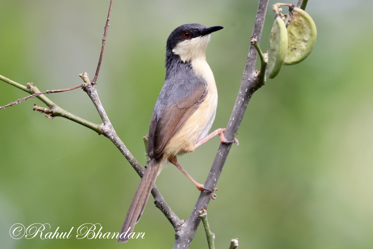 Ashy Prinia - ML620612362