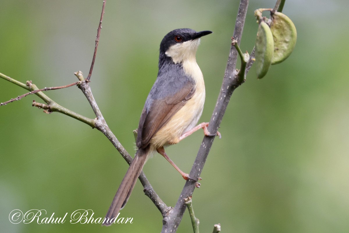 Ashy Prinia - ML620612363