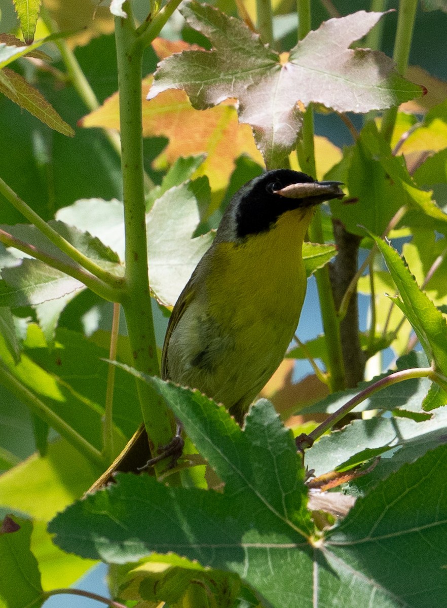 Common Yellowthroat - ML620612364