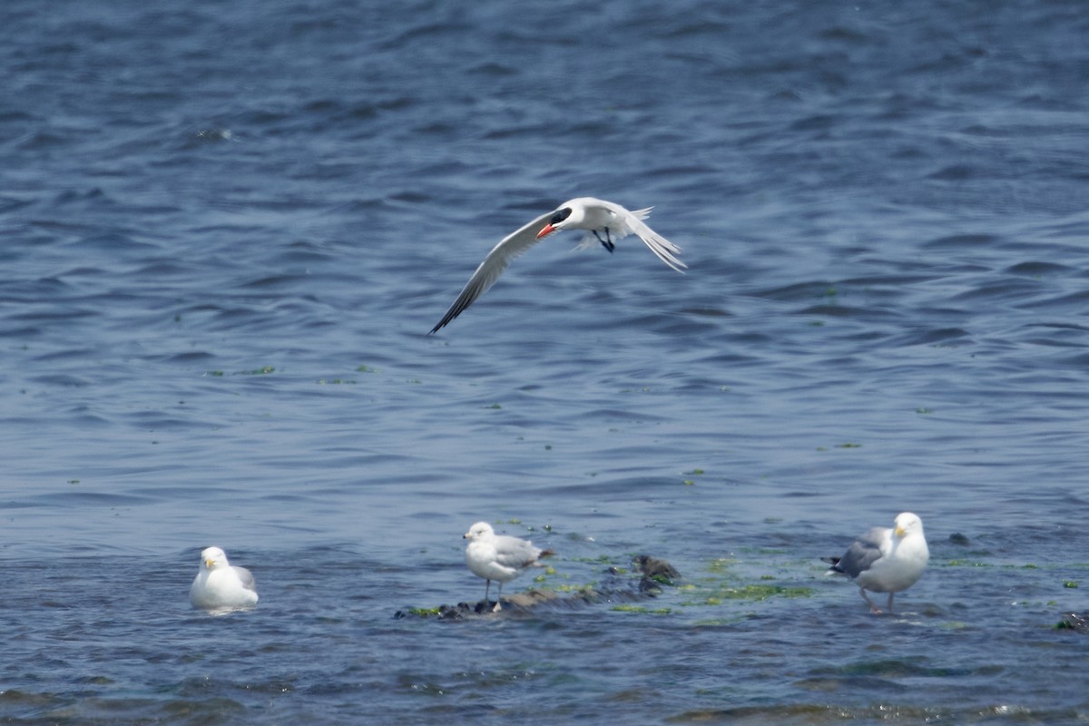 Caspian Tern - Patrice St-Pierre