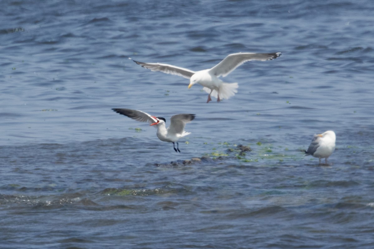 Caspian Tern - ML620612366