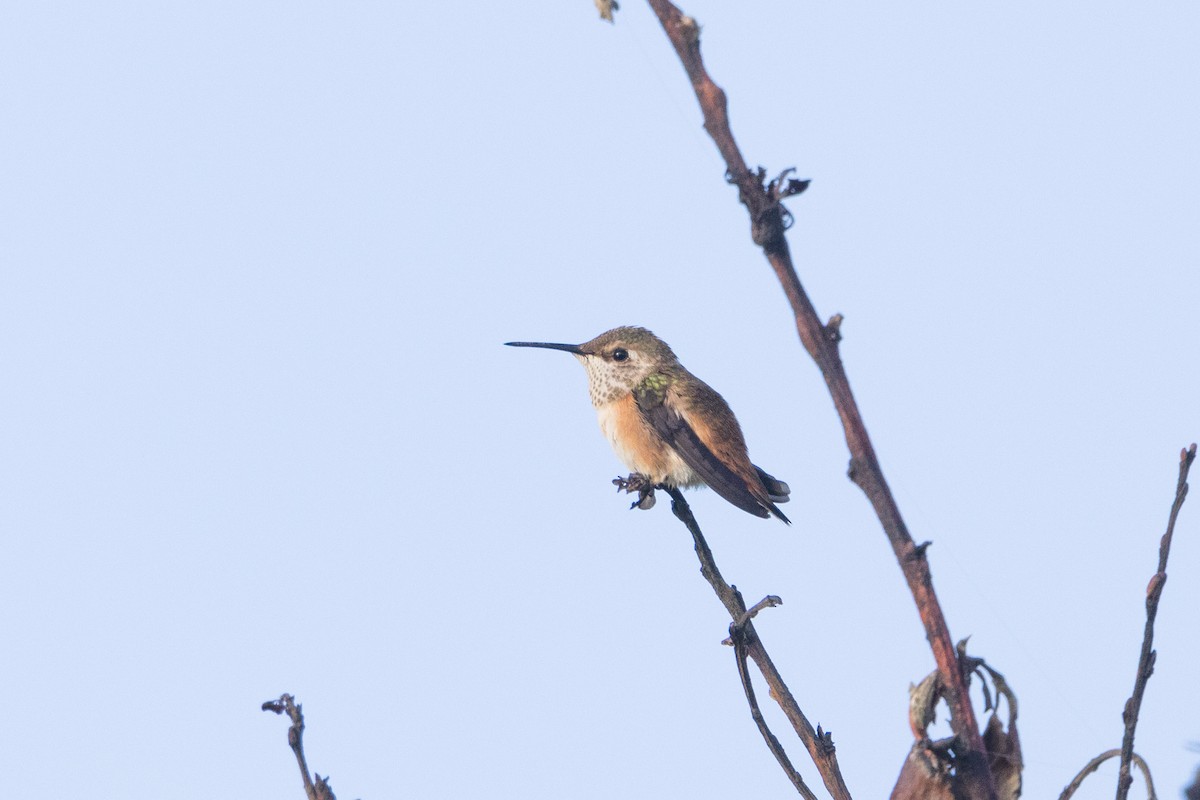 Colibrí de Allen - ML620612368