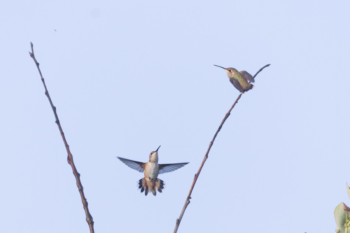 Colibrí de Allen - ML620612370