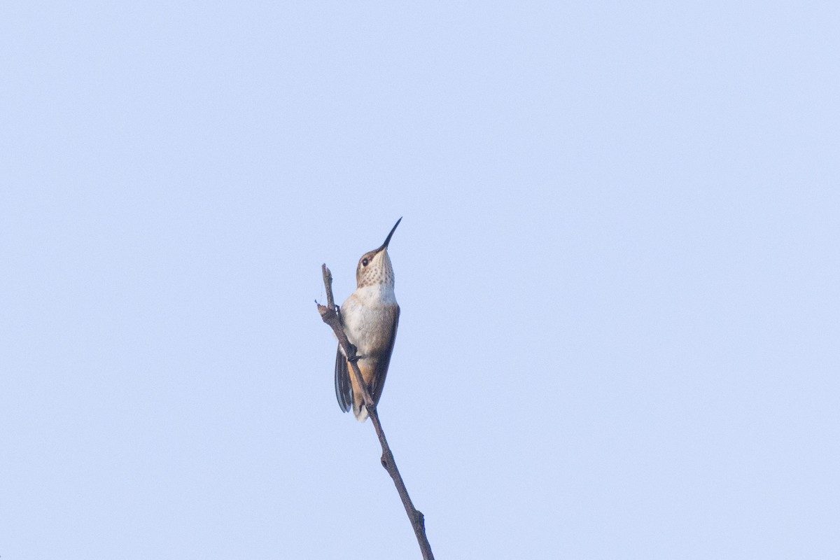 Allen's Hummingbird - ML620612371