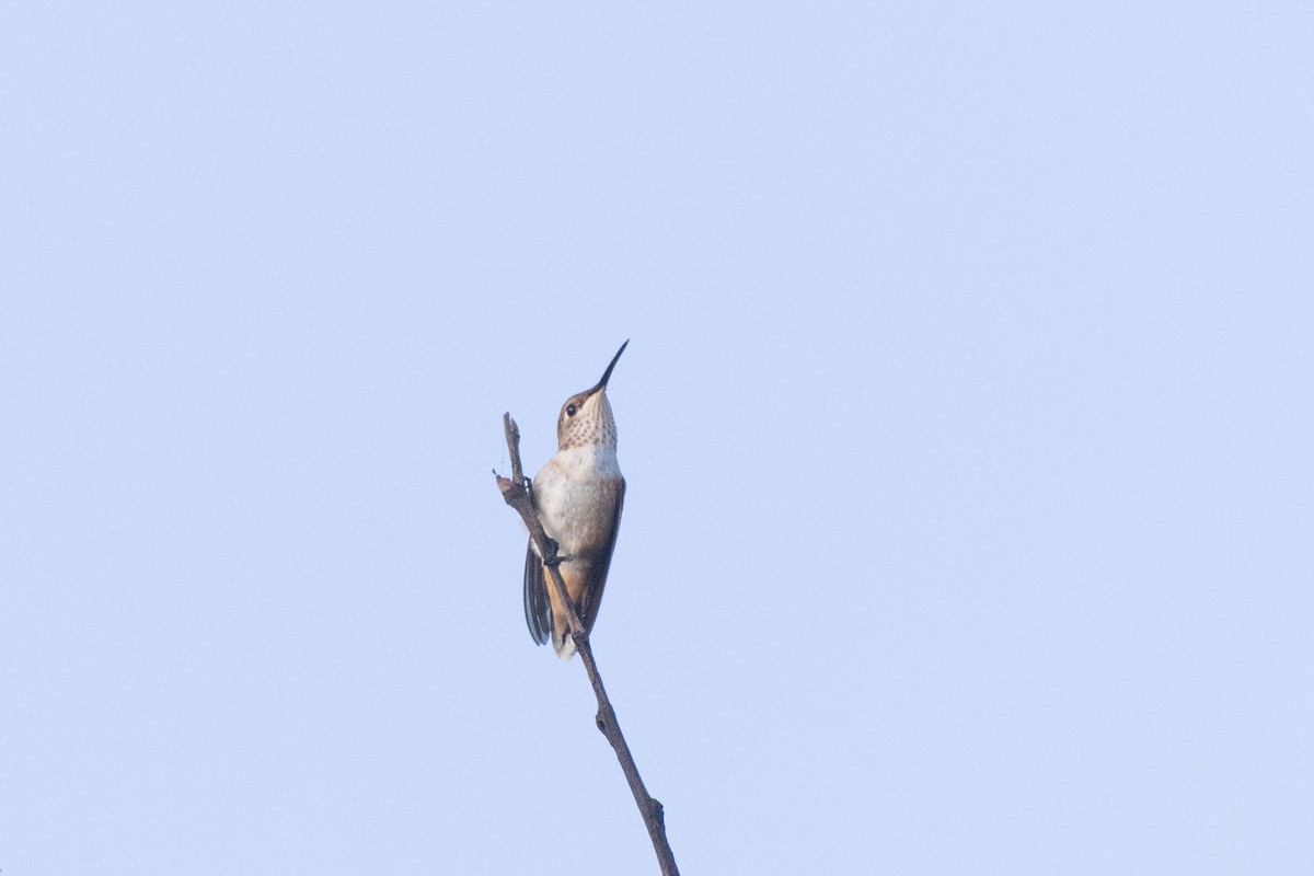 chaparralkolibri - ML620612371