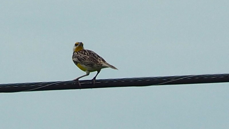 Eastern Meadowlark - ML620612372