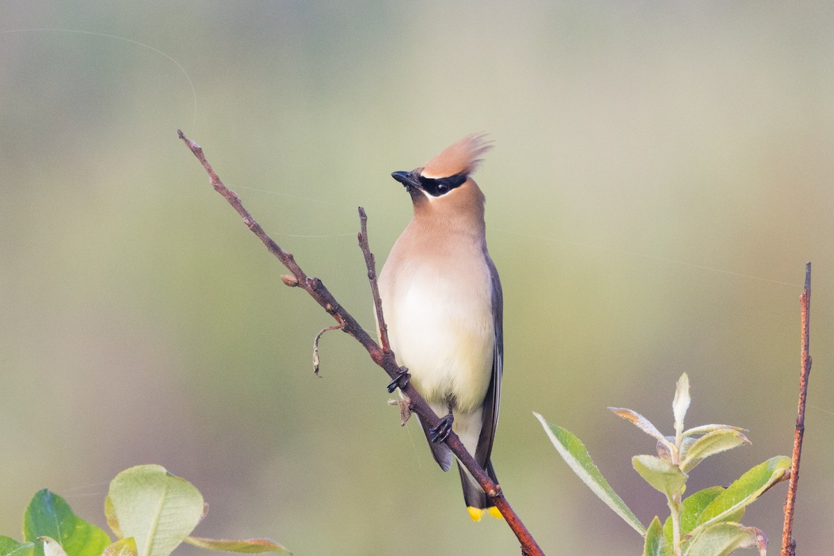 Cedar Waxwing - ML620612373