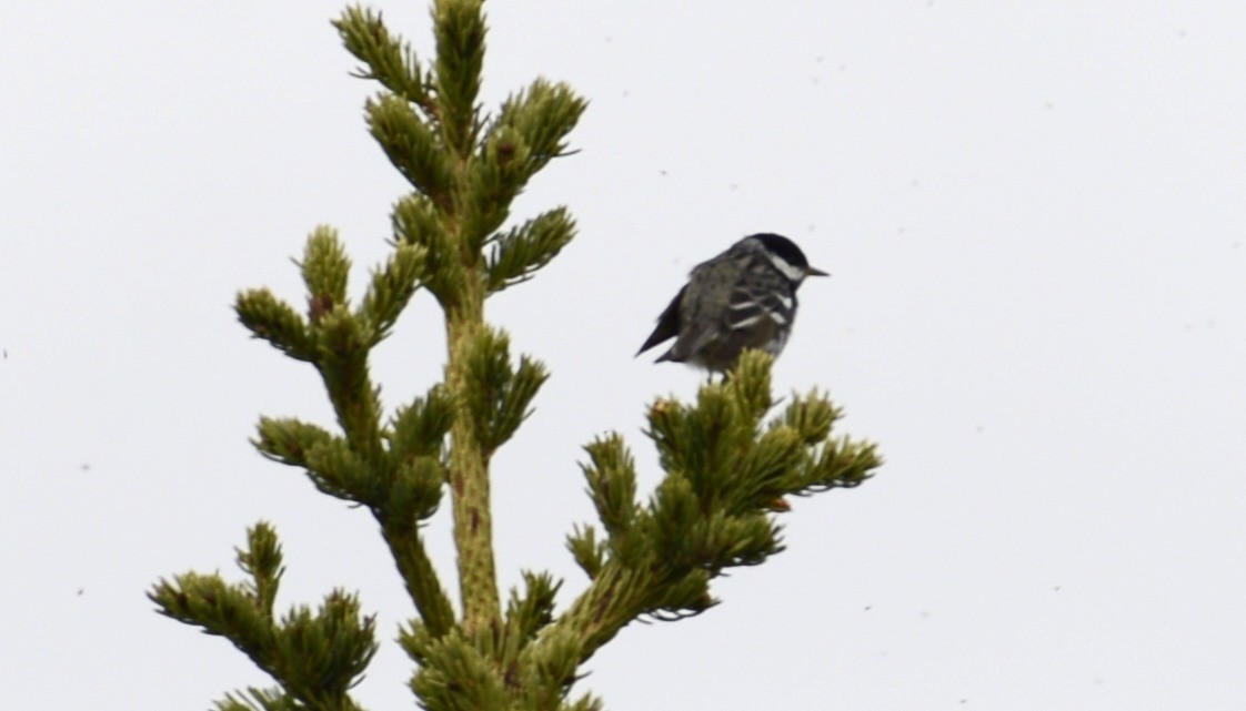 Blackpoll Warbler - ML620612374