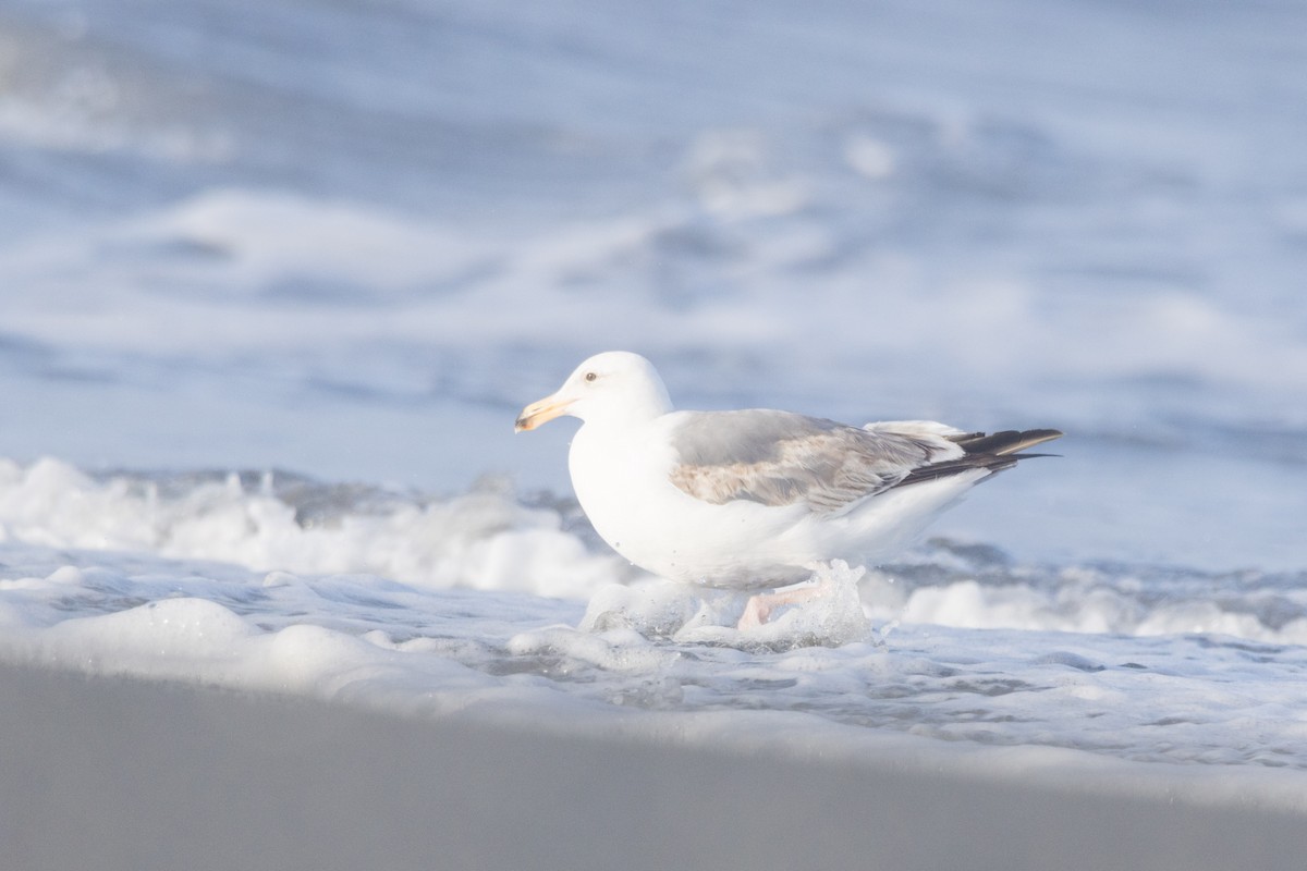 Western Gull - ML620612376