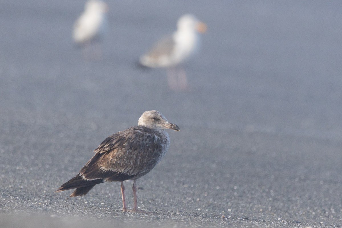 Western Gull - ML620612377