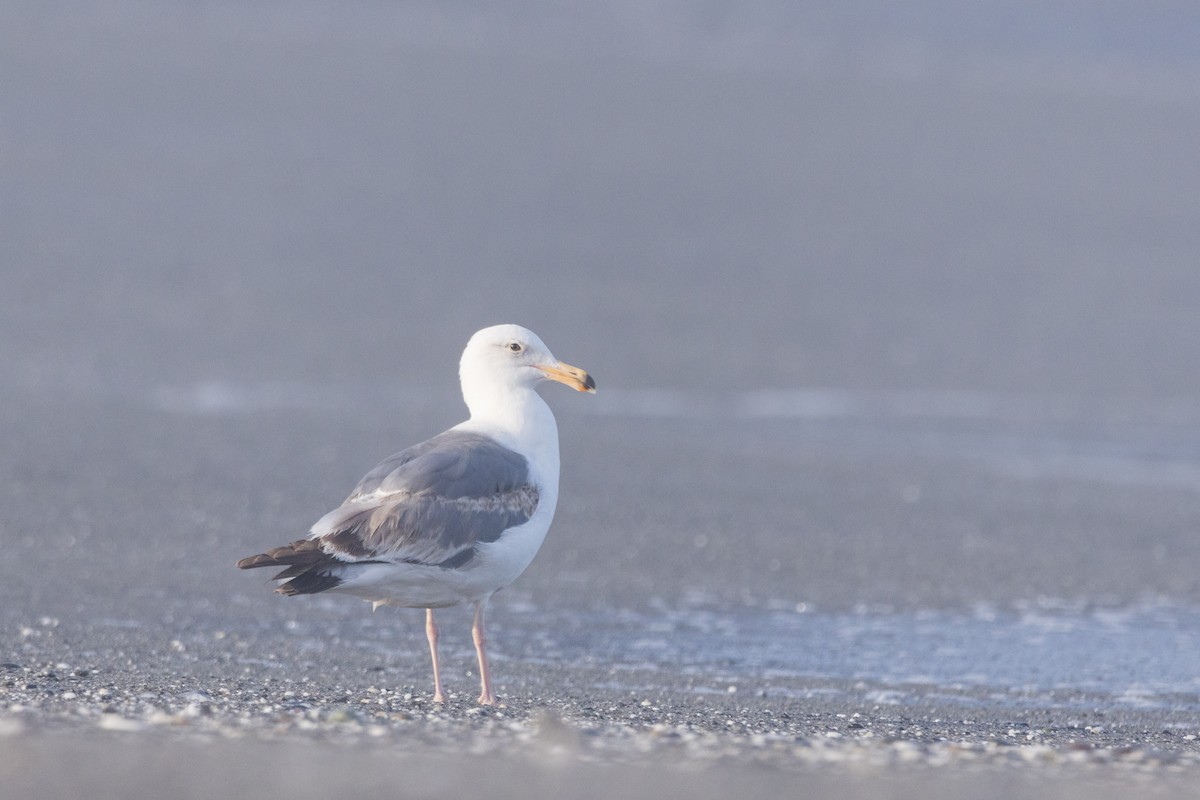 Western Gull - ML620612378