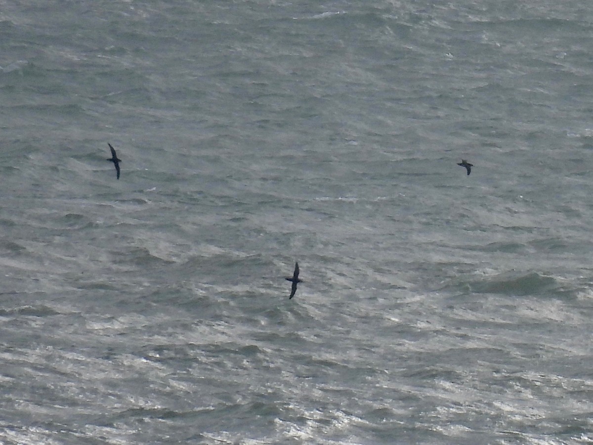 Manx Shearwater - ML620612380