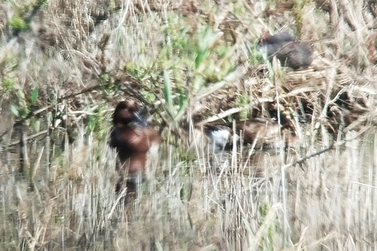 Ferruginous Duck - ML620612382