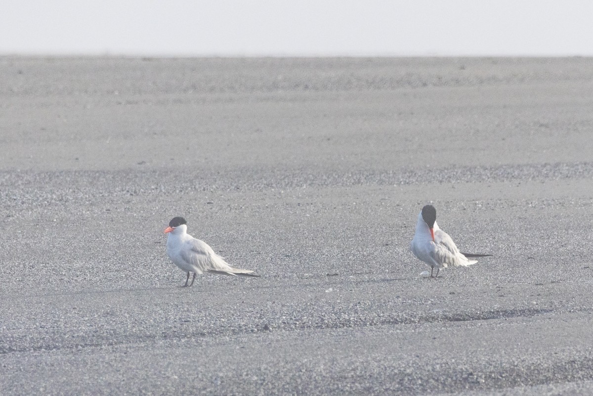 Caspian Tern - Alex Tey