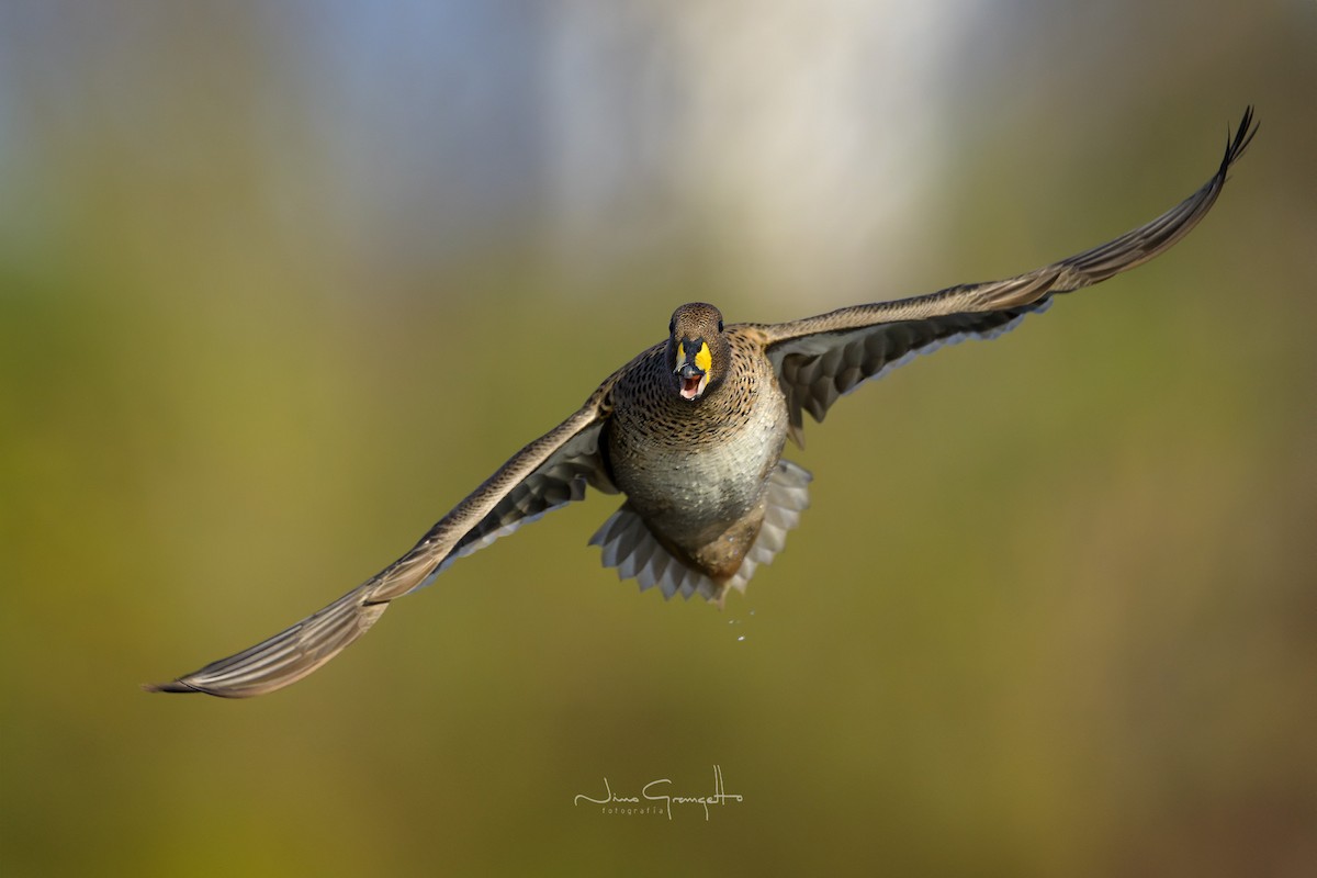 Yellow-billed Teal - ML620612389