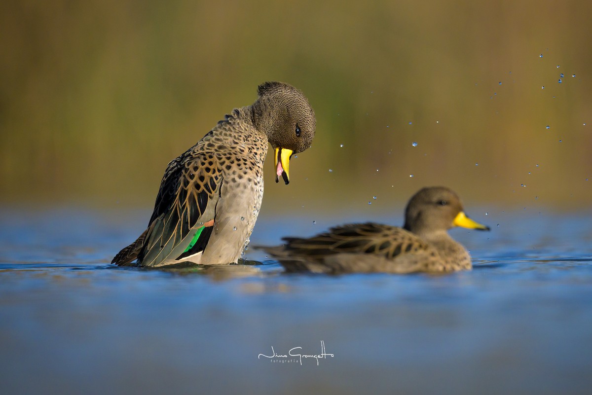 Yellow-billed Teal - ML620612390