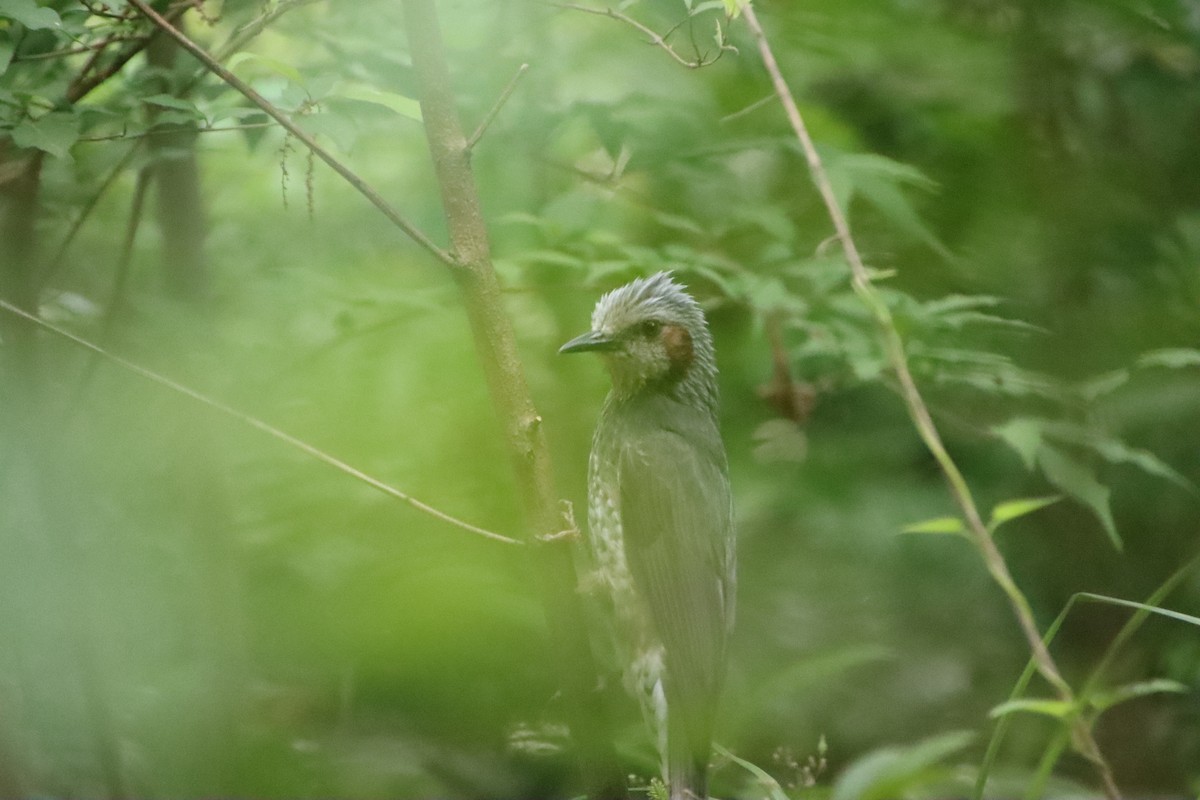 Brown-eared Bulbul - ML620612392