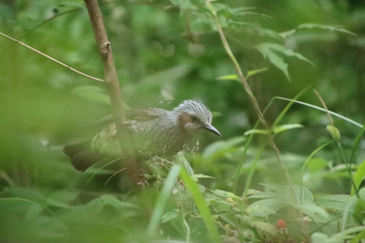 Brown-eared Bulbul - ML620612393