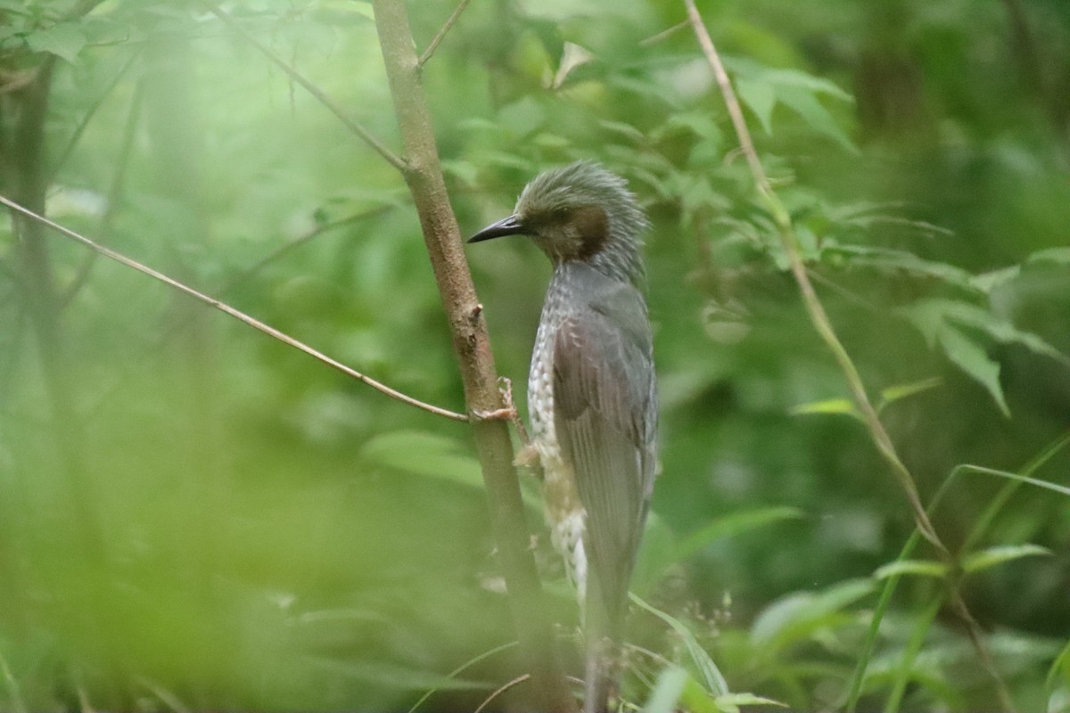 Bulbul à oreillons bruns - ML620612395