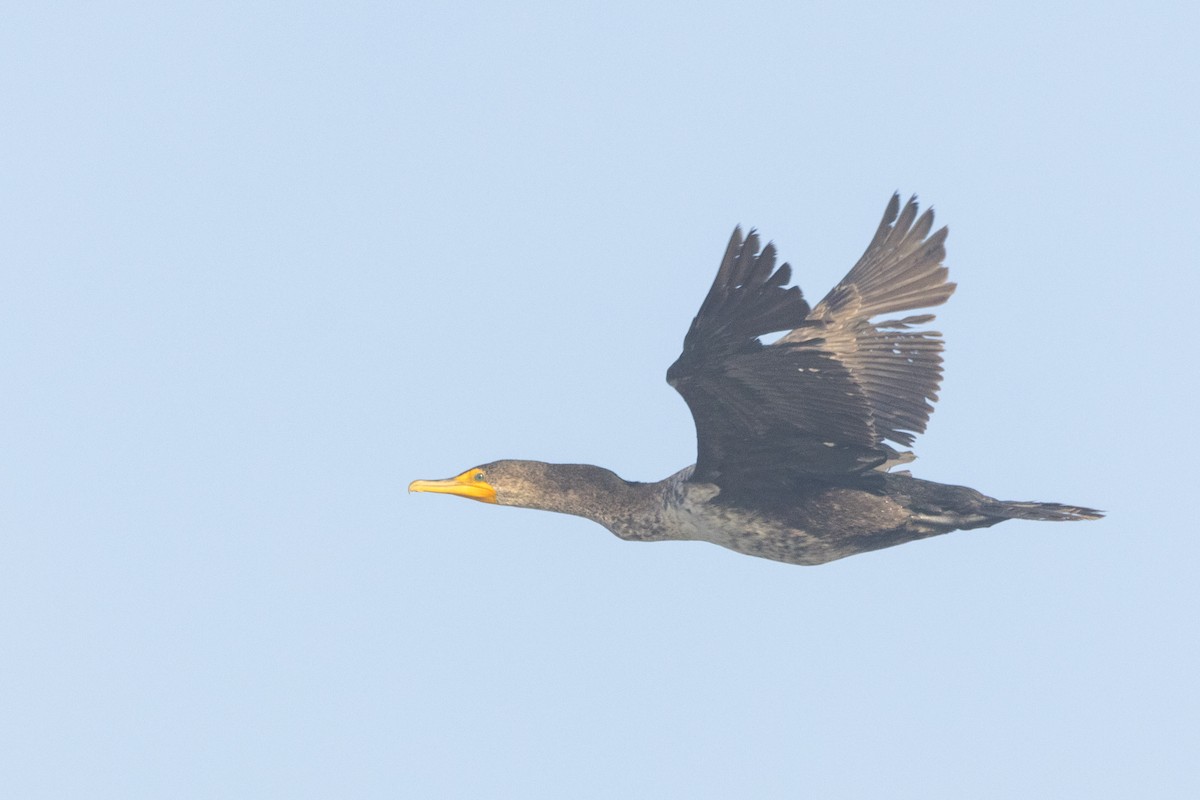 Double-crested Cormorant - ML620612396