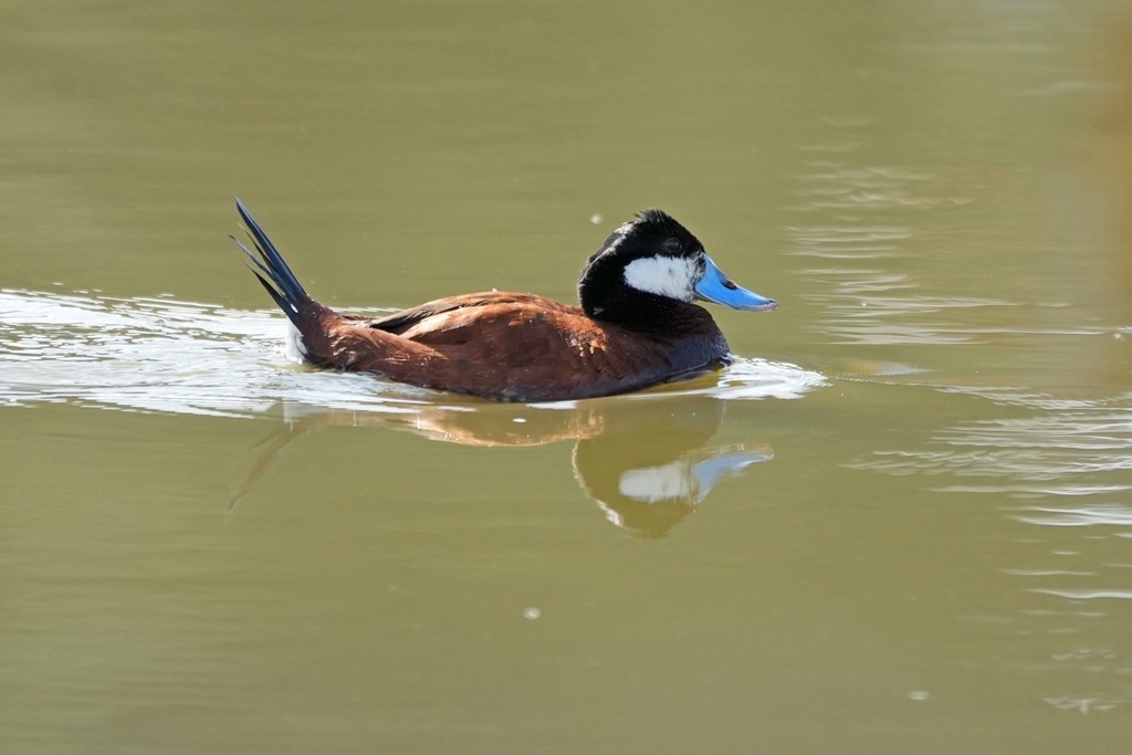 Ruddy Duck - ML620612400