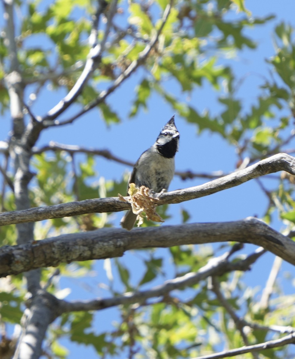 Mésange arlequin - ML620612404