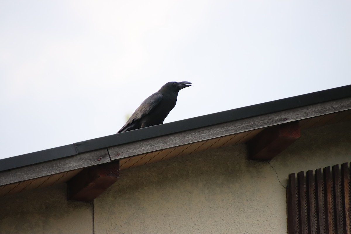 Large-billed Crow - ML620612405