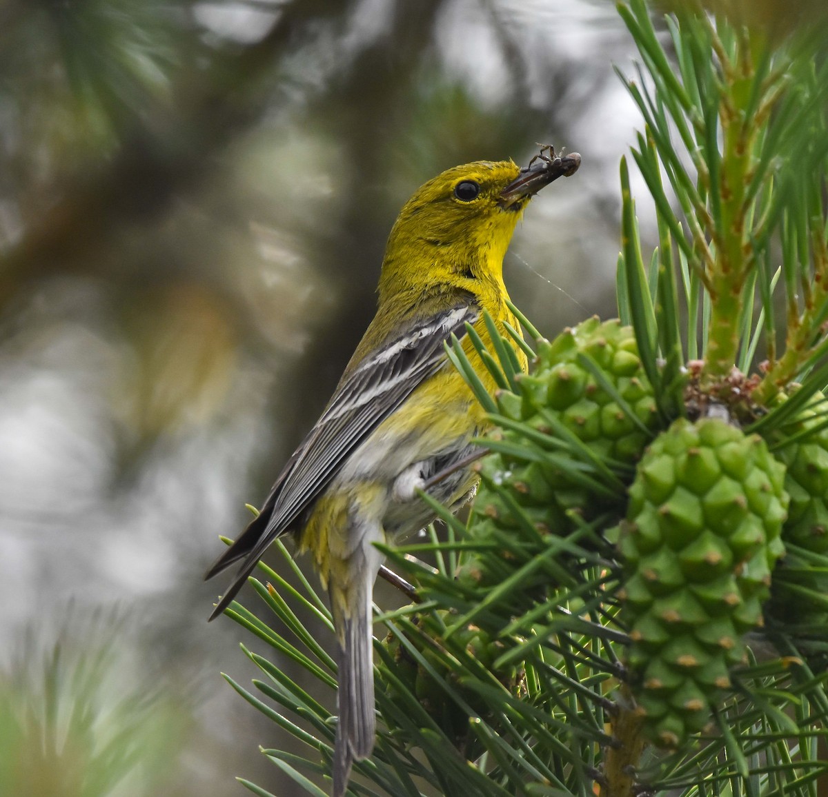 Pine Warbler - ML620612406