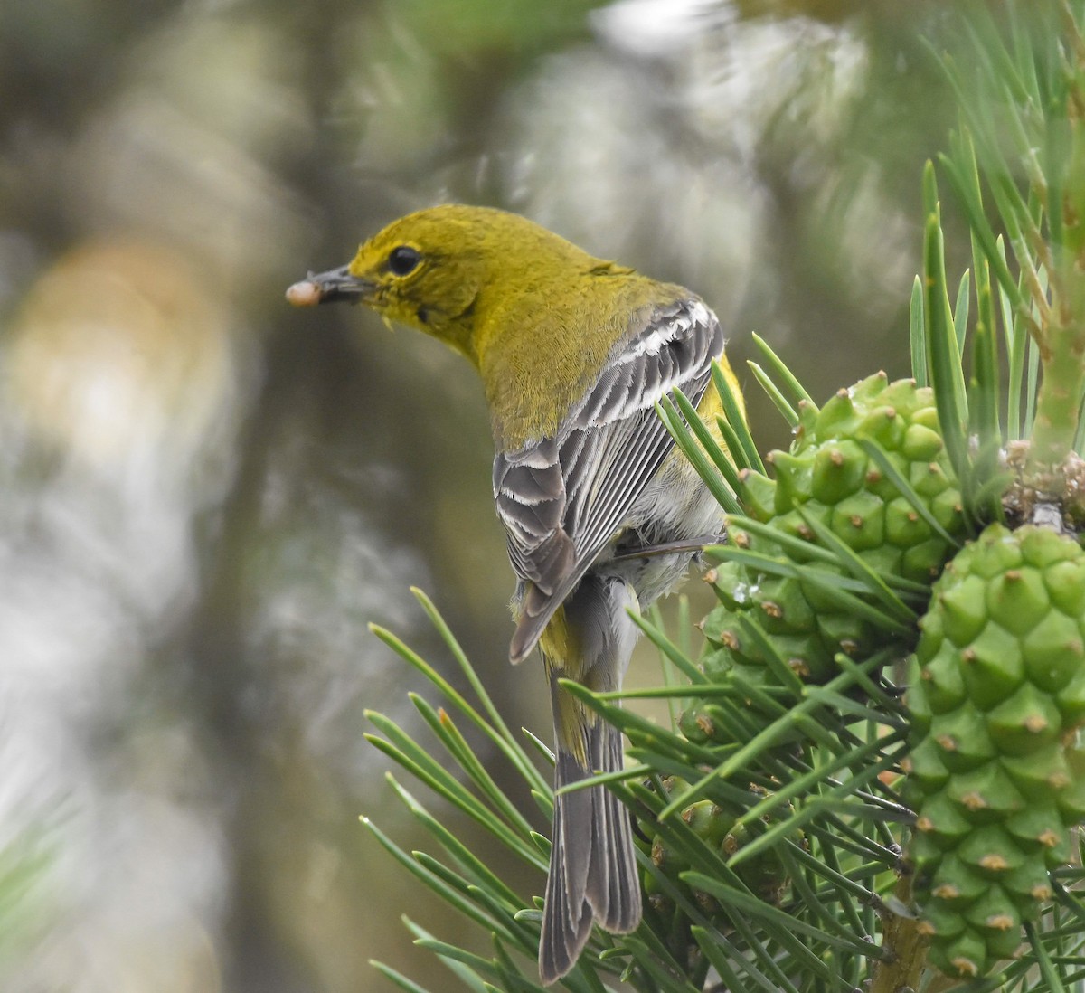 Pine Warbler - ML620612409