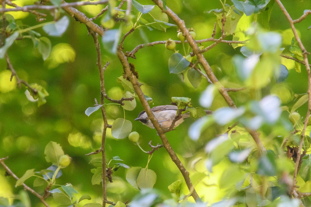 Marsh Tit - ML620612410