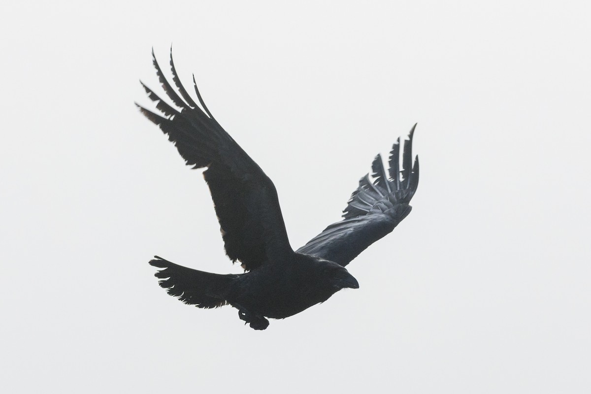 Common Raven - ML620612411