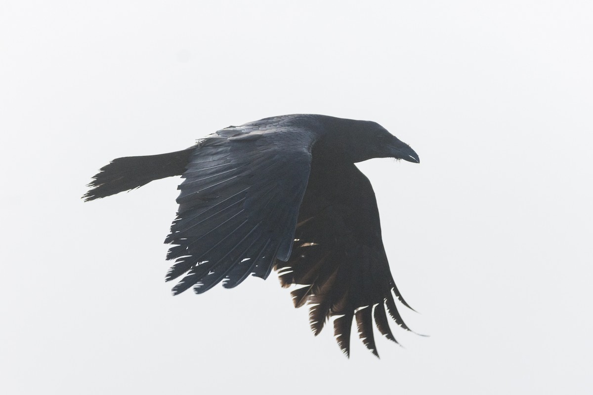 Common Raven - ML620612415