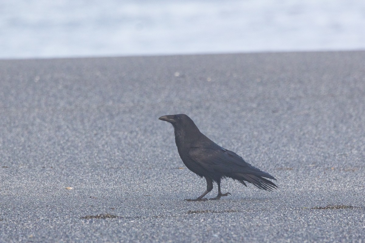 Common Raven - ML620612421