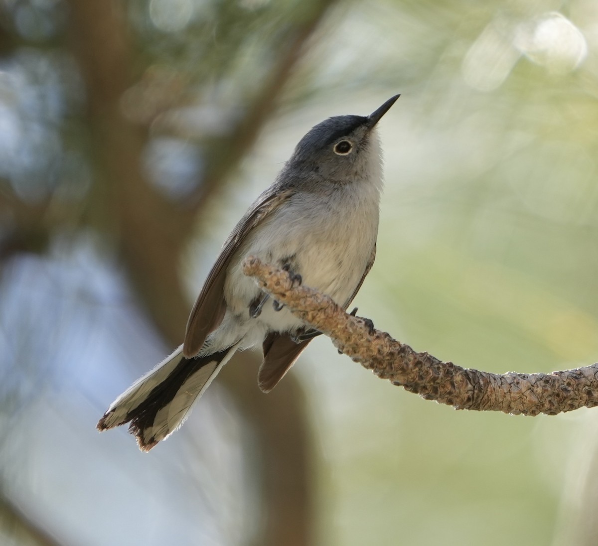 Blue-gray Gnatcatcher (obscura Group) - ML620612423