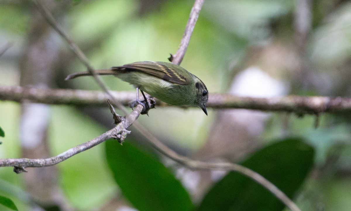 Sepia-capped Flycatcher - ML620612424