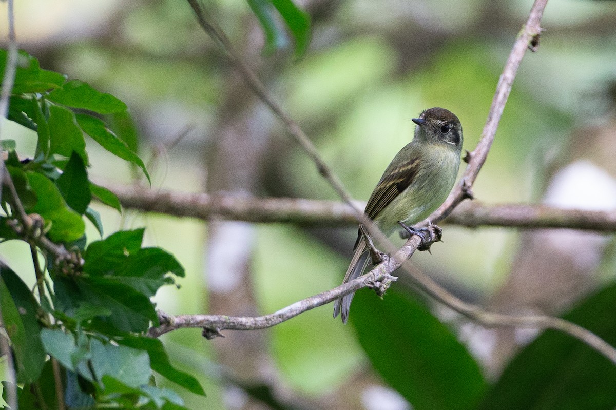 Sepia-capped Flycatcher - ML620612425