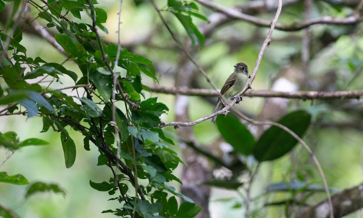 Sepia-capped Flycatcher - ML620612426